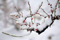 雪去春來，喜迎新一年